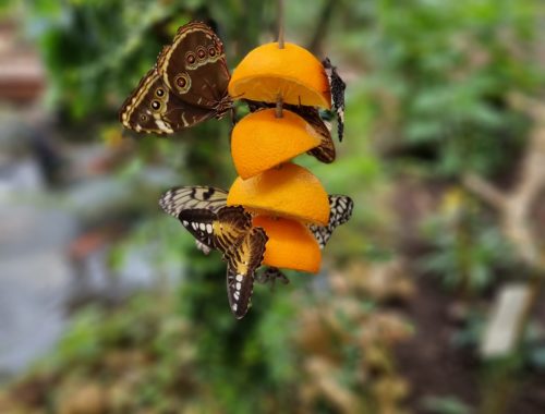 Papillons-5